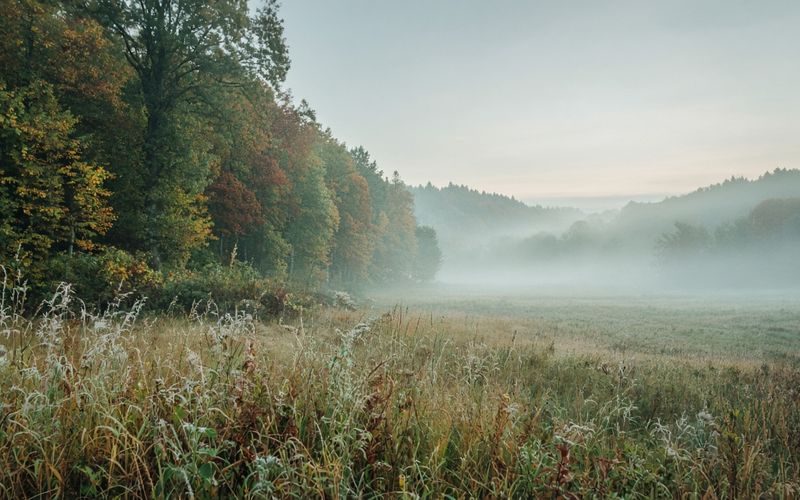 Weiter herbstlicher Waldrand im Nebel — Hub Erkältung und Grippe